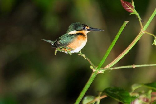 American pygmy kingfisher. Photo by Dave Semler and Marsha Steffen. All rights reserved.