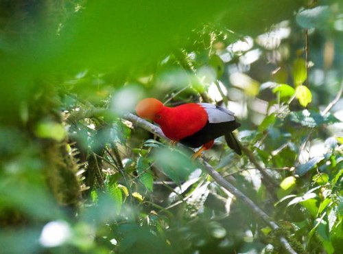 Andean cock-of-the-rock. Photo by Dave Semler and Marsha Steffen. All rights reserved.