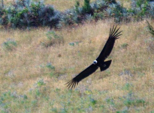 Andean condor. Photo by Dave Semler and Marsha Steffen. All rights reserved.