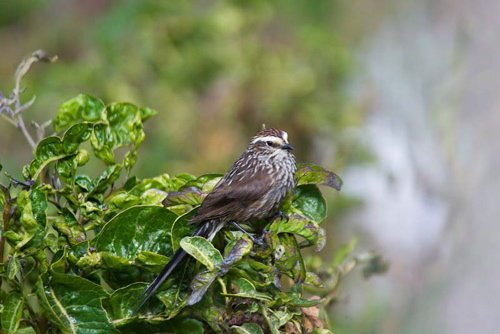 Andean tit-spinetail. Photo by Dave Semler and Marsha Steffen. All rights reserved.