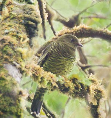 Barred fruiteater. Photo by Dave Semler and Marsha Steffen. All rights reserved.