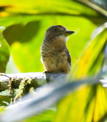 Barred puffbird. Photo by Dave Semler and Marsha Steffen. All rights reserved.