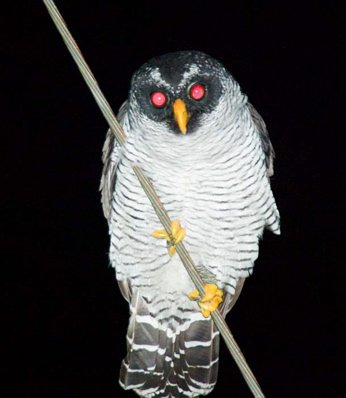 Black-and-white owl. Photo by Dave Semler and Marsha Steffen. All rights reserved.