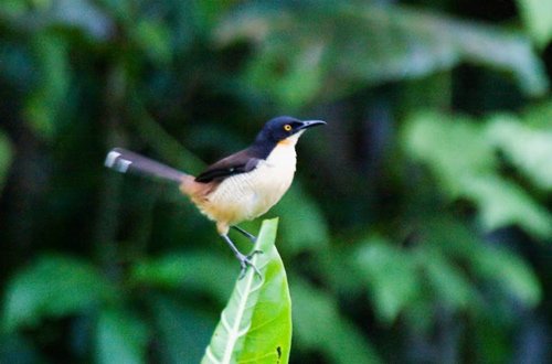 Black-capped donacobius. Photo by Dave Semler and Marsha Steffen. All rights reserved.