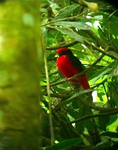 Black-necked red-cotinga. Photo by Rick Taylor. Copyright Borderland Tours. All rights reserved.