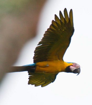 Blue-and-yellow macaw. Photo by Dave Semler and Marsha Steffen. All rights reserved.