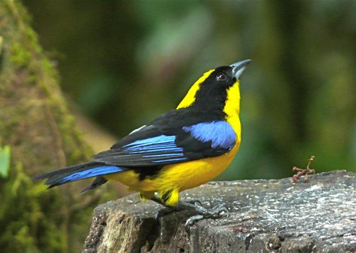 Blue-winged mountain-tanager. Photo by Rick Taylor. Copyright Borderland Tours. All rights reserved.