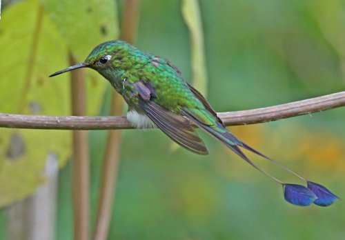 Booted racket-tail. Photo by Paul Cozza. All rights reserved.