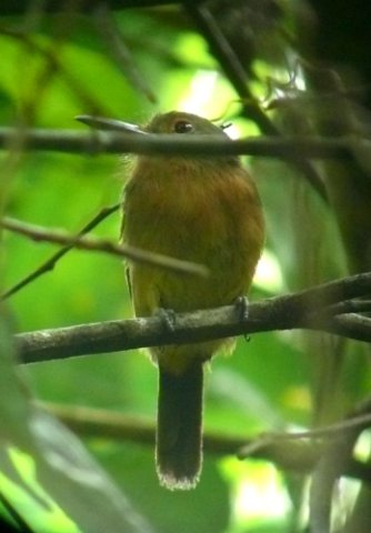 Brown nunlet. Photo by Rick Taylor. Copyright Borderland Tours. All rights reserved.