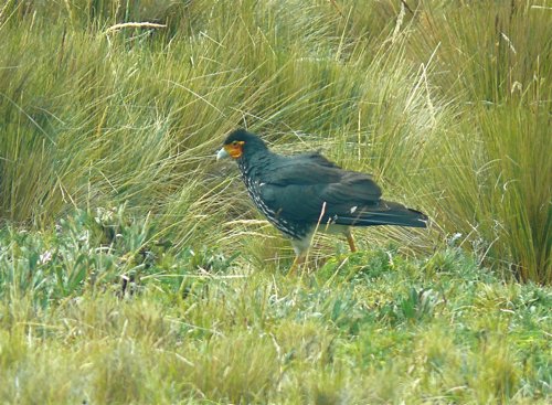 Carunculated caracara. Photo by Rick Taylor. Copyright Borderland Tours. All rights reserved. 
