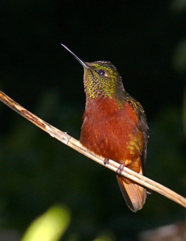Chestnut-breasted coronet. Photo by Rick Taylor. Copyright Borderland Tours. All rights reserved.