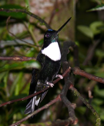 Collared inca. Photo by Rick Taylor. Copyright Borderland Tours. All rights reserved.