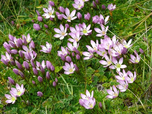 Crocus in the paramo. Photo by Rick Taylor. Copyright Borderland Tours. All rights reserved. 