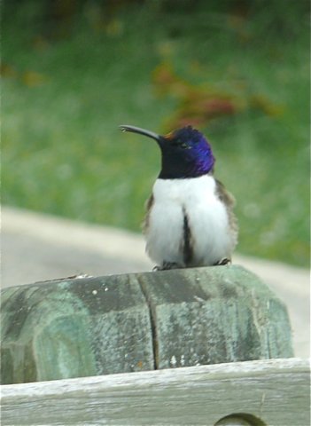 Ecuadorian hillstar. Photo by Rick Taylor. Copyright Borderland Tours. All rights reserved.