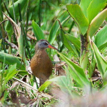 Ecuadorian rail. Photo by Dave Semler and Marsha Steffen. All rights reserved.