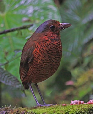 Giant antpitta. Photo by Paul Cozza. All rights reserved.