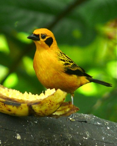 Golden tanager. Photo by Rick Taylor. Copyright Borderland Tours. All rights reserved.