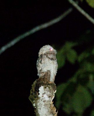 Great potoo. Photo by Dave Semler. All rights reserved.