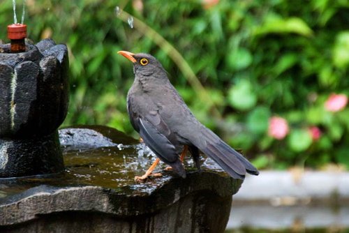 Great thrush. Photo by Dave Semler and Marsha Steffen. All rights reserved.