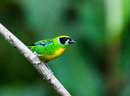Green-and-gold tanager. Photo by Dave Semler and Marsha Steffen. All rights reserved.