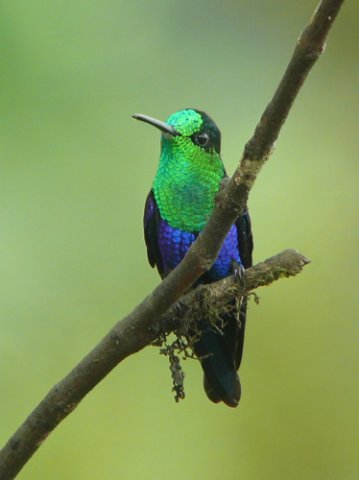 Green-crowned woodnymph. Photo by Rick Taylor. Copyright Borderland Tours. All rights reserved.