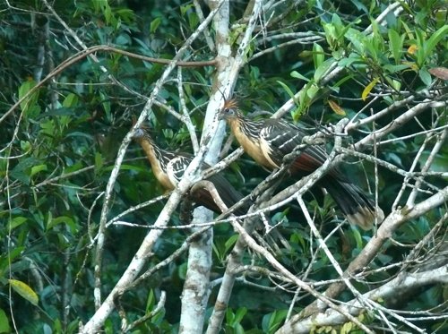 Hoatzin. Photo by Rick Taylor. Copyright Borderland Tours. All rights reserved. 