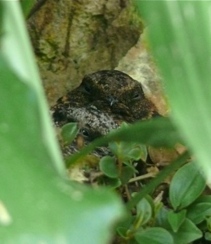 Lyre-tailed nightjar with nestling. Photo by Rick Taylor. Copyright Borderland Tours. All rights reserved.