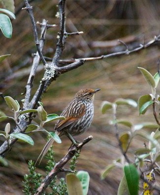 Many-striped canastero. Photo by Dave Semler and Marsha Steffen. All rights reserved.