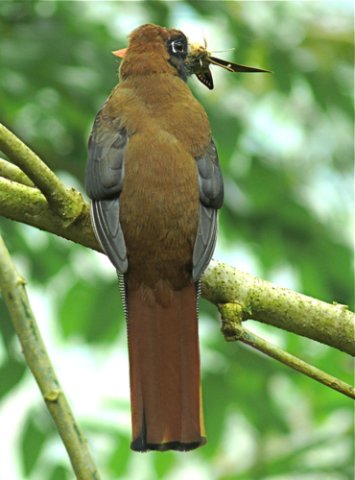Masked trogon female. Photo by Rick Taylor. Copyright Borderland Tours. All rights reserved.