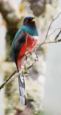 Masked trogon. Photo by Dave Semler and Marsha Steffen. All rights reserved.