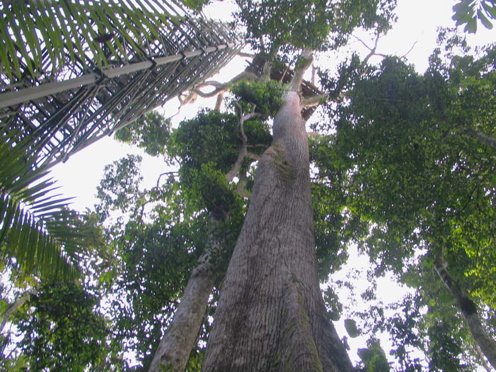 Observation platform from the ground. Photo by Dave Semler and Marsha Steffen. All rights reserved.