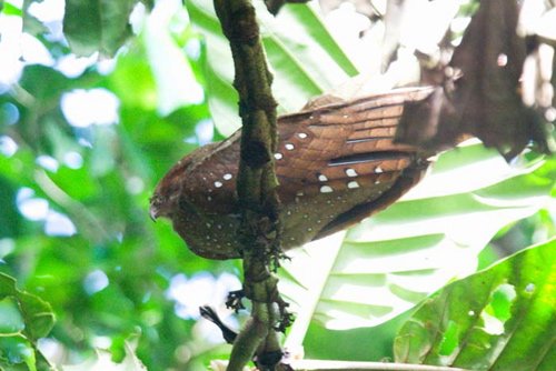 Oilbird. Photo by Dave Semler and Marsha Steffen. All rights reserved.