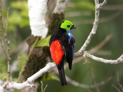 Paradise tanager. Photo by Mercedes Rivadeneira. All rights reserved.