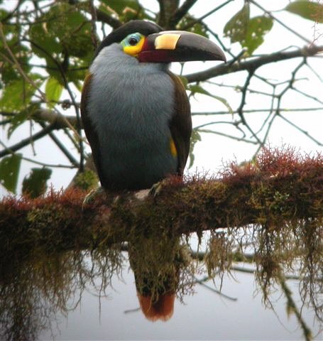 Plate-billed mountain-toucan. Photo by Mercedes Rivadeneira. All rights reserved.