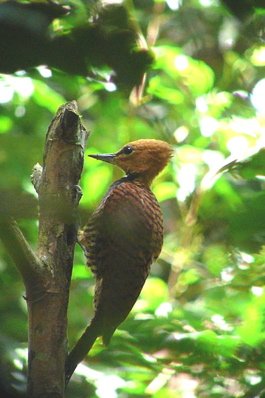 Ringed woodpecker. Photo by Dave Semler and Marsha Steffen. All rights reserved.