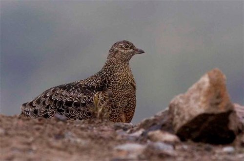 Rufous-bellied seedsnipe. Photo by Mercedes Rivadeneira. All rights reserved.