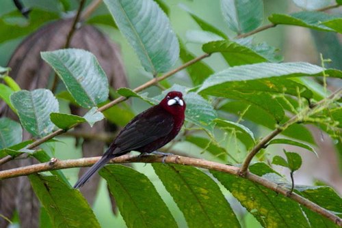 Silver-beaked tanager. Photo by Dave Semler and Marsha Steffen. All rights reserved.