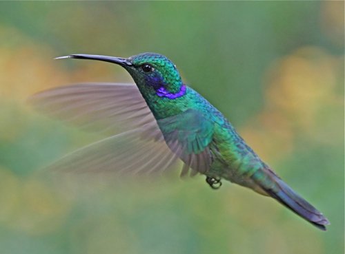 Sparkling violetear. Photo by Paul Cozza. All rights reserved.