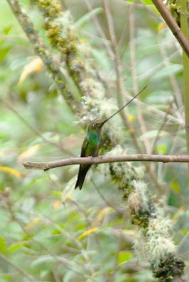 Sword-billed hummingbird. Photo by Dave Semler and Marsha Steffen. All rights reserved.