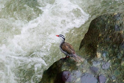 Torrent duck. Photo by Dave Semler and Marsha Steffen. All rights reserved.torrent duck. Photo by Dave Semler and Marsha Steffen. All rights reserved.