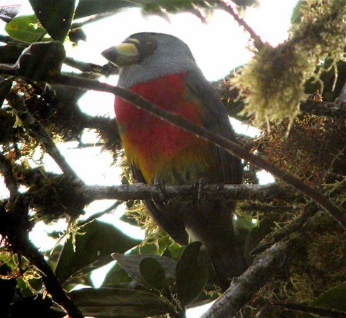 Toucan barbet. Photo by Mercedes Rivadeneira. All rights reserved.