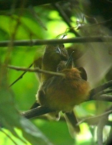 Two brown nunlets. Photo by Rick Taylor. Copyright Borderland Tours. All rights reserved.