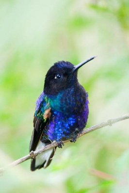 Velvet-purple coronet. Photo by Dave Semler and Marsha Steffen. All rights reserved.