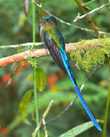 Violet-tailed sylph. Photo by Rick Taylor. Copyright Borderland Tours. All rights reserved.