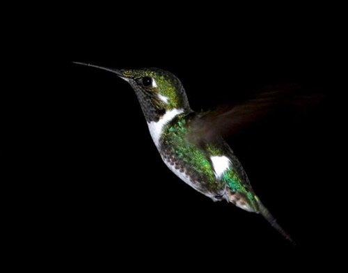 White-bellied woodstar. Photo by Bill Blackledge. All rights reserved.