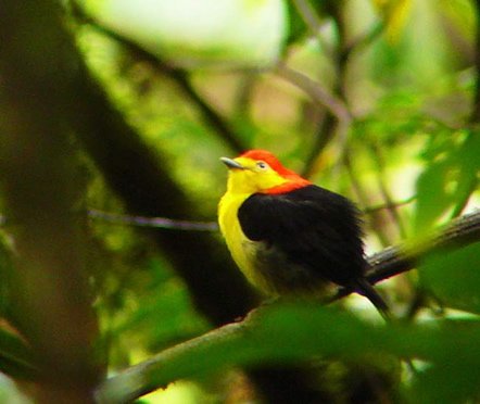 Wire-tailed manakin. Photo by Dave Semler and Marsha Steffen. All rights reserved.