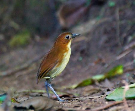 Yellow-breasted antpitta. Photo by Dave Semler and Marsha Steffen. All rights reserved.