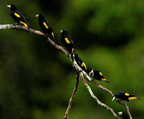 Yellow-rumped cacique. Photo by Mercedes Rivadeneira. All rights reserved.