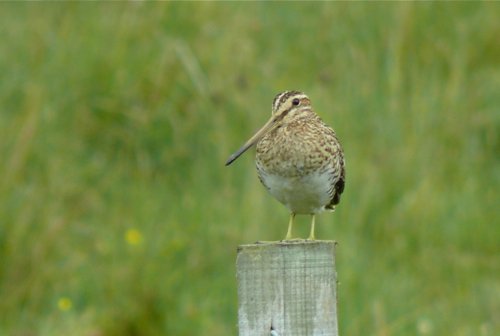 Common snipe cairngorm mountains. Photo by Rick Taylor. Copyright Borderland Tours. All rights reserved. 