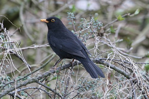 Eurasian blackbird. Photo by Rob Fray. All rights reserved.